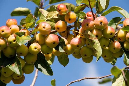 Malus 'Red Sentinel' 60-80 cm cont. 5,0L - afbeelding 7