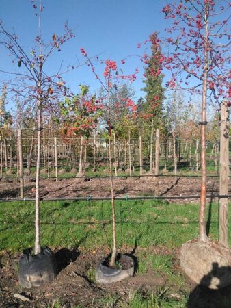 Malus 'Red Sentinel' 6-8 Hoogstam BAG