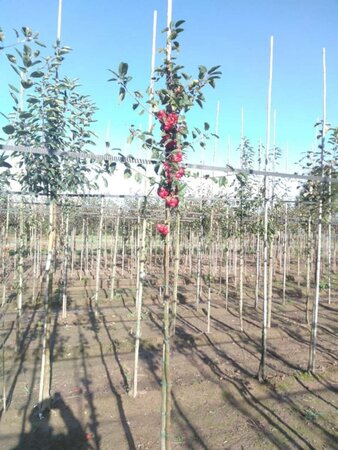 Malus 'Red Sentinel' 6-8 Hoogstam wortelgoed - afbeelding 1