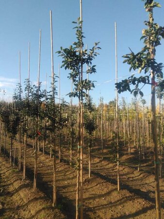 Malus 'Red Sentinel' 8-10 Hoogstam wortelgoed - afbeelding 3