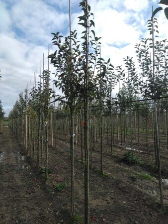 Malus 'Red Sentinel' 8-10 Hoogstam wortelgoed - afbeelding 5