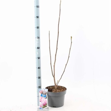 Magnolia soul. 'Cameo' 60-80 cm cont. 5,0L - afbeelding 1