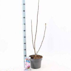 Magnolia soul. 'Cameo' 60-80 cm cont. 5,0L - afbeelding 1