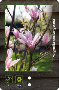 Magnolia soulangeana 100-125 cm met kluit - afbeelding 1