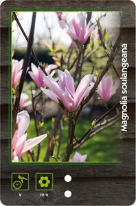 Magnolia soulangeana 100-125 cm met kluit - afbeelding 2