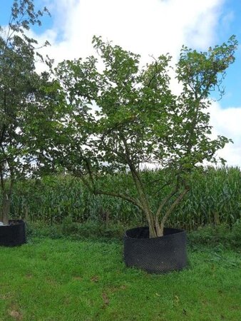 Magnolia soulangeana 400-500 cm container multi-stem