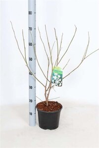 Magnolia stellata 40-50 cm cont. 3,0L - afbeelding 2