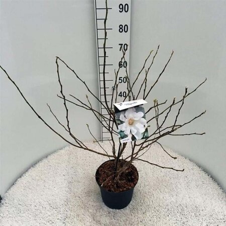 Magnolia stellata 40-50 cm cont. 5,0L - afbeelding 2