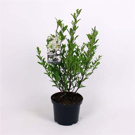 Magnolia stellata 50-60 cm cont. 5,0L - afbeelding 6