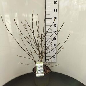 Magnolia stellata 60-80 cm cont. 7,5L - afbeelding 5