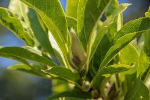 Magnolia stellata 60-80 cm met kluit - afbeelding 2