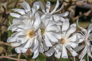 Magnolia stellata 60-80 cm met kluit - afbeelding 4