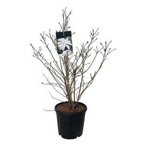 Magnolia stellata 80-100 cm cont. 15L - afbeelding 2