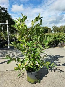 Magnolia stellata 80-100 cm cont. 15L - afbeelding 7