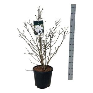 Magnolia stellata 80-100 cm cont. 15L - afbeelding 4