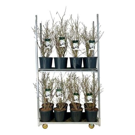 Magnolia stellata 80-100 cm cont. 15L - afbeelding 5