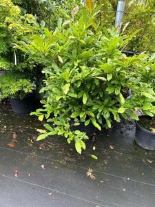 Magnolia stellata 80-100 cm cont. 40L - afbeelding 6