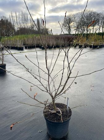 Magnolia stellata 80-100 cm cont. 7,5L - afbeelding 5