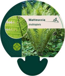 Matteuccia struthiopteris geen maat specificatie 0,55L/P9cm - afbeelding 5