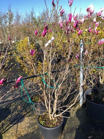 Magnolia 'Susan' 125-150 cm cont. 40L - afbeelding 1