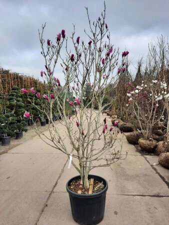 Magnolia 'Susan' 175-200 cm container meerstammig - afbeelding 2