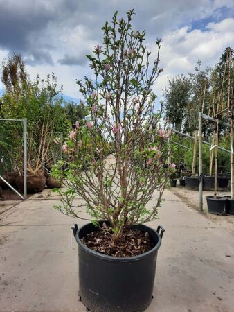 Magnolia 'Susan' 175-200 cm container multi-stem - image 1