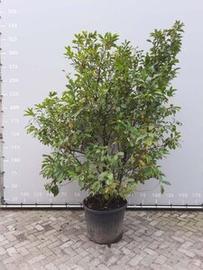 Magnolia 'Susan' 250-300 cm container meerstammig - afbeelding 2