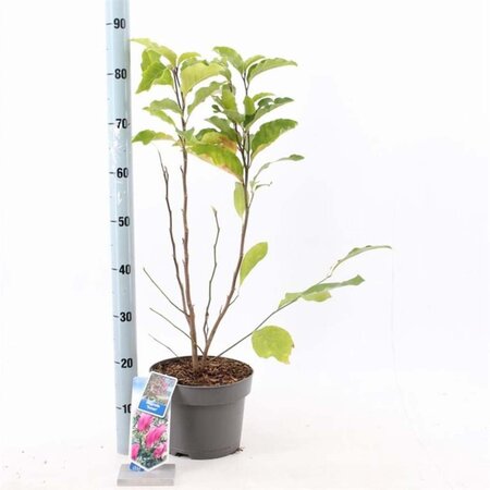 Magnolia 'Susan' 40-50 cm cont. 5,0L - afbeelding 1