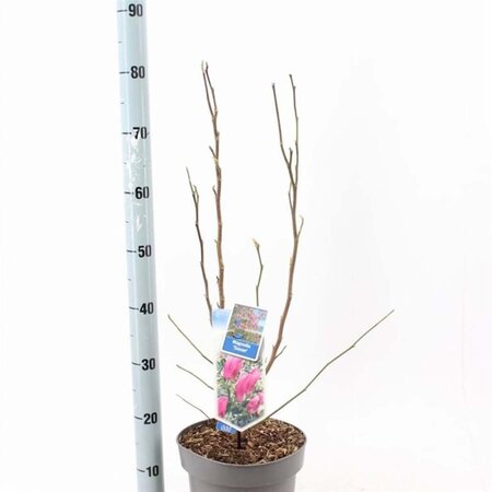 Magnolia 'Susan' 40-50 cm cont. 5,0L - afbeelding 2