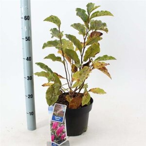 Magnolia 'Susan' 40-50 cm cont. 5,0L - afbeelding 4