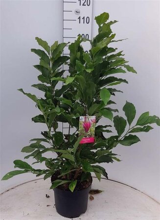 Magnolia 'Susan' 60-80 cm cont. 7,5L - afbeelding 4