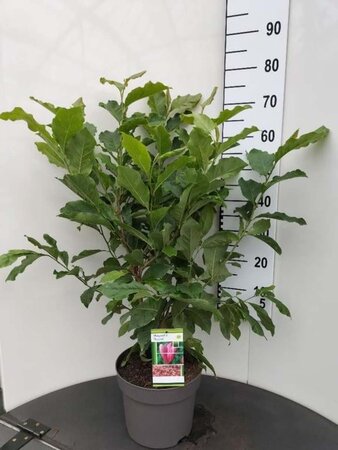 Magnolia 'Susan' 60-80 cm cont. 7,5L - afbeelding 3