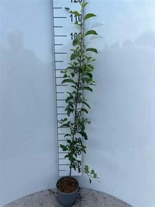 Malus sylvestris 100-125 cm cont. 2,0L - afbeelding 2