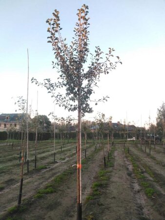 Malus sylvestris 12-14 Hoogstam wortelgoed 2 X verplant