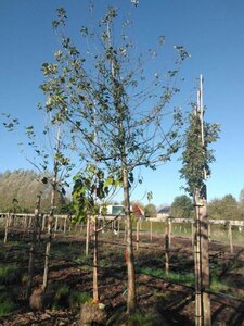 Malus sylvestris 25-30 Hoogstam draadkluit 3 X verplant - afbeelding 1