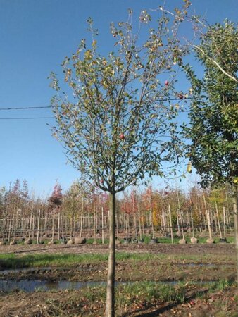 Malus sylvestris 30-35 Hoogstam draadkluit 4 X verplant