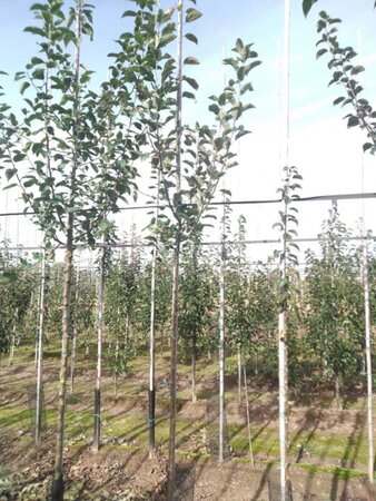 Malus sylvestris 6-8 Hoogstam wortelgoed - afbeelding 2