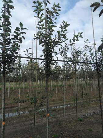 Malus sylvestris 6-8 Hoogstam wortelgoed - afbeelding 8