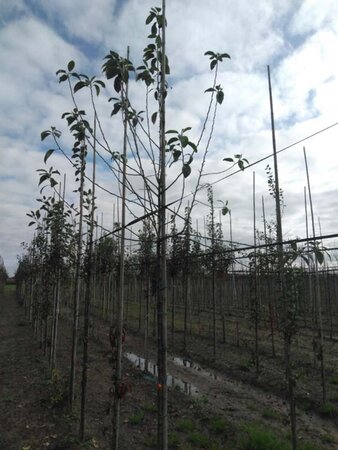 Malus sylvestris 6-8 Hoogstam wortelgoed - afbeelding 9