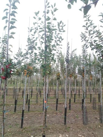 Malus sylvestris 6-8 Hoogstam wortelgoed - afbeelding 6