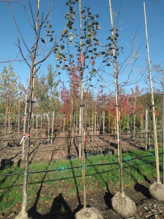 Malus sylvestris 8-10 Hoogstam draadkluit