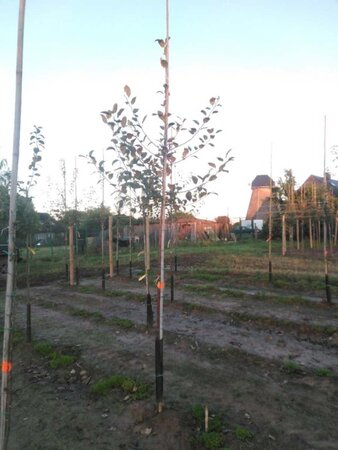 Malus sylvestris 8-10 Hoogstam wortelgoed - afbeelding 2