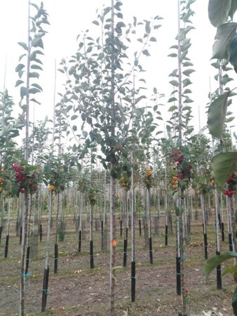 Malus sylvestris 8-10 Hoogstam wortelgoed - afbeelding 1