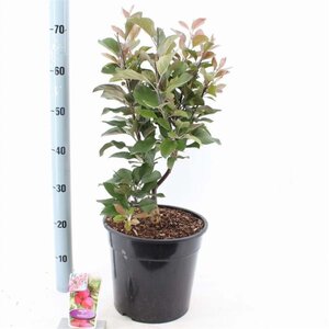 Malus trans. Appletini 100-120 cm cont. 10L - afbeelding 1