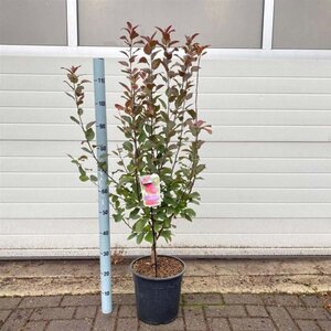 Malus trans. Appletini 100-120 cm cont. 10L - afbeelding 2