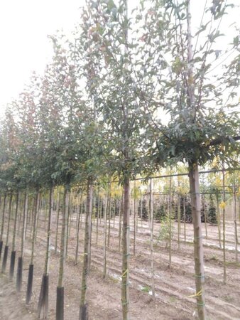 Malus toringo 'Brouwers Beauty' 8-10 Hoogstam wortelgoed