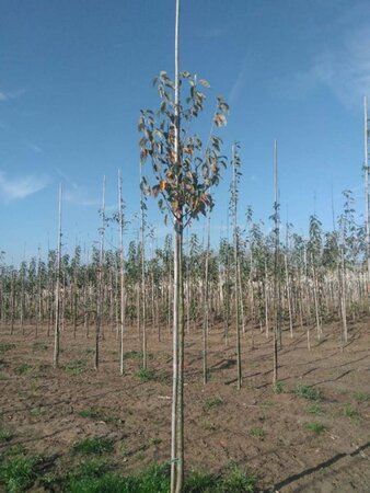 Malus tschonoskii 10-12 Hoogstam wortelgoed - afbeelding 1