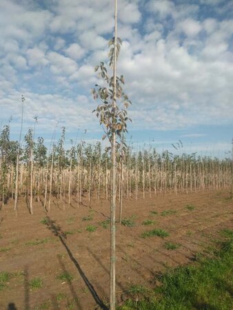 Malus tschonoskii 6-8 Hoogstam wortelgoed - afbeelding 4