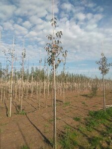 Malus tschonoskii 8-10 Hoogstam wortelgoed - afbeelding 2