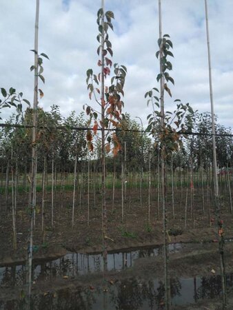 Malus tschonoskii 8-10 Hoogstam wortelgoed - afbeelding 3